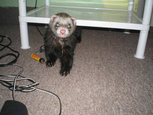 Filip a Isabell 023.jpg