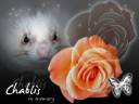 chablis-vzpominka.jpg
